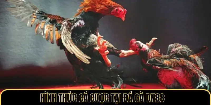 Hình thức cá cược tại đá gà DN88