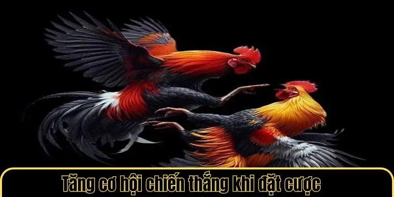 Tăng cơ hội chiến thắng khi đặt cược